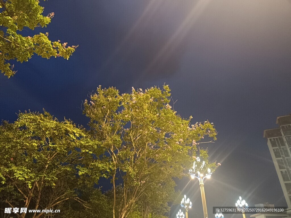 夜晚城市树木与路灯景观
