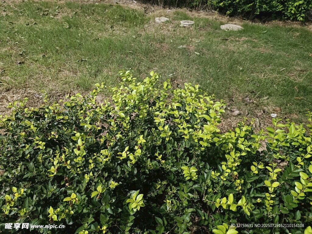 绿意盎然的灌木与草地