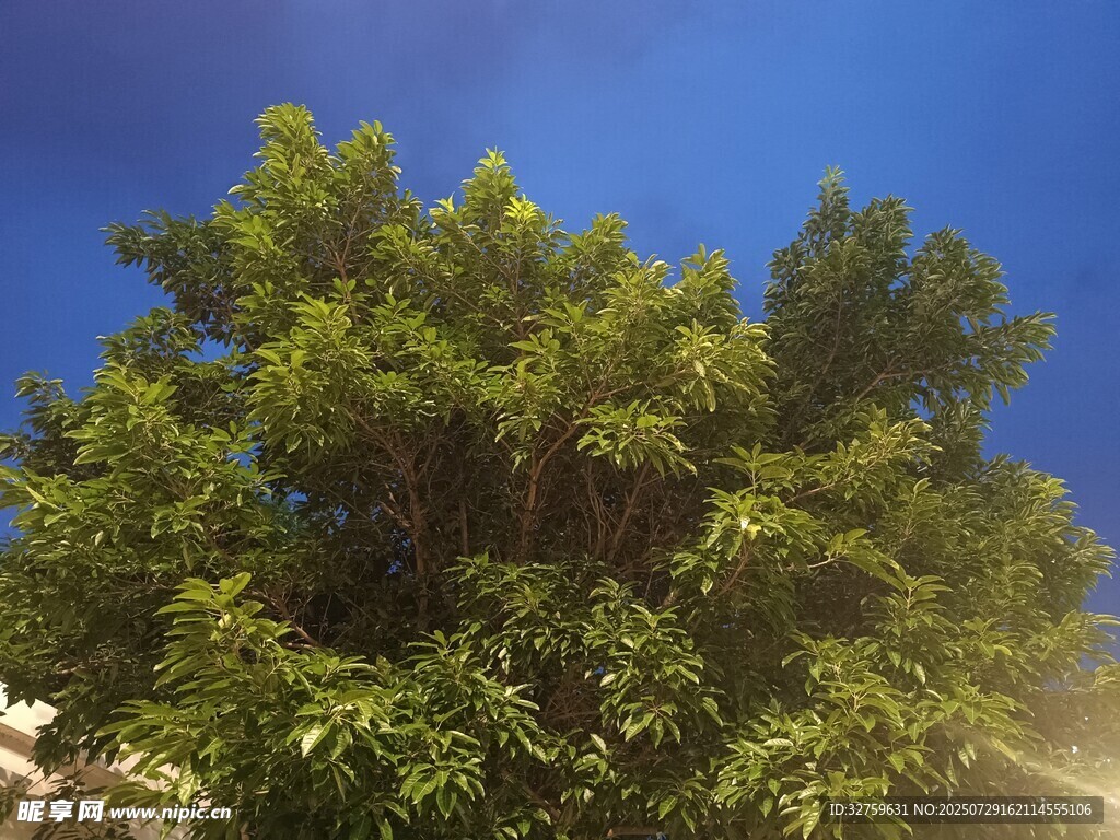 蓝天映衬下的葱郁绿树