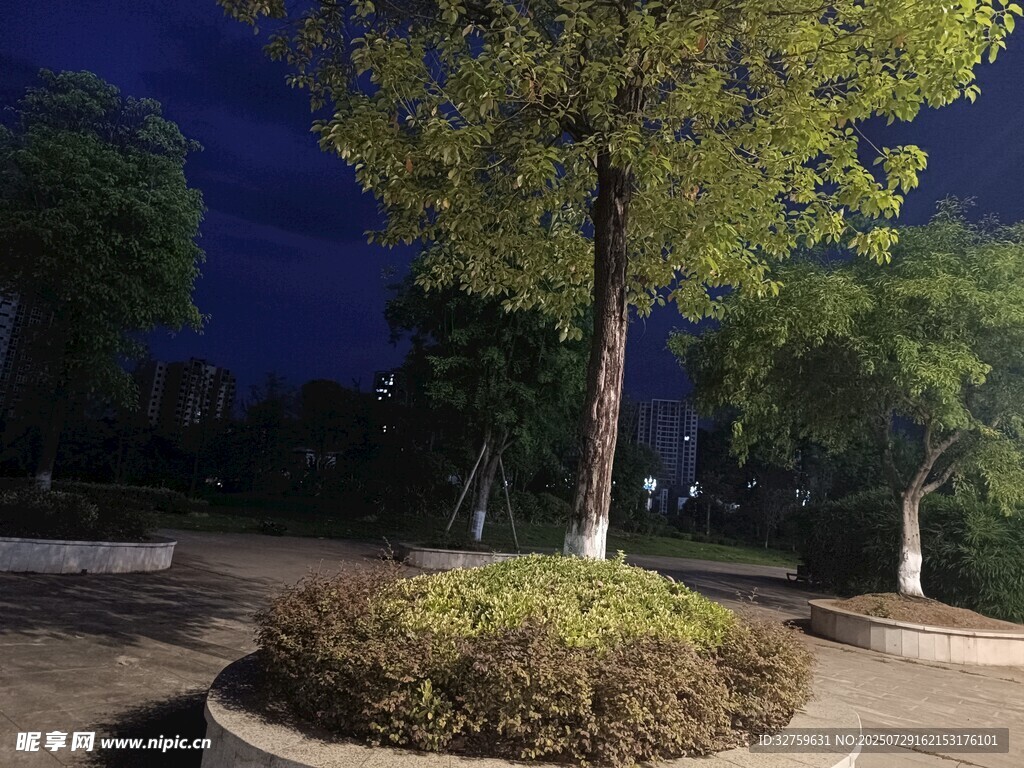 夜晚街边的绿植景观