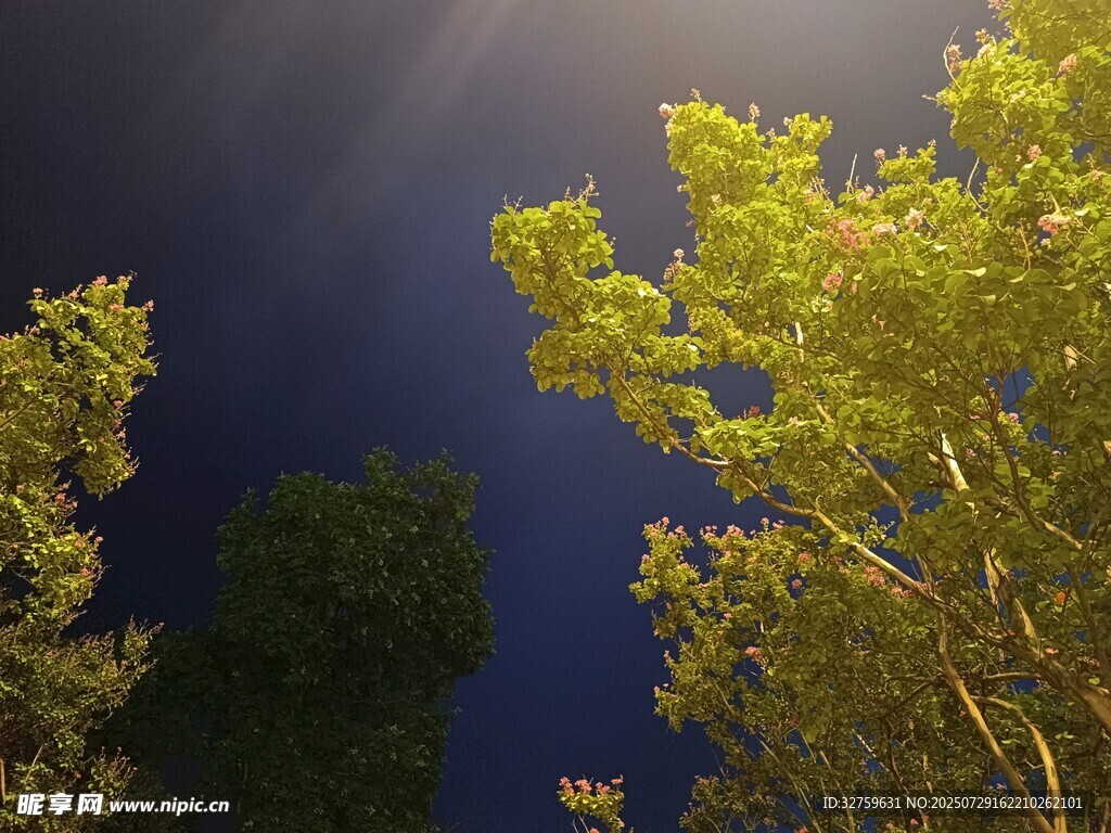 夜空下的葱郁树木