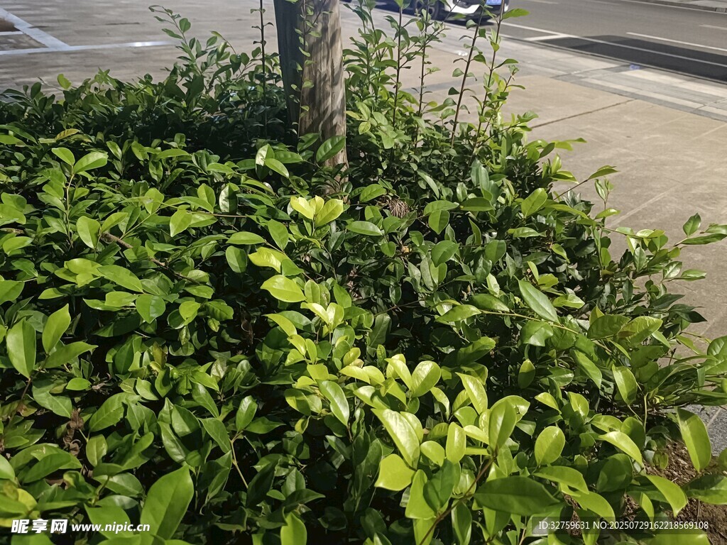 路边茂盛的绿色灌木丛