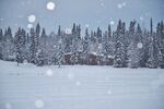 冬日雪景中的静谧松林