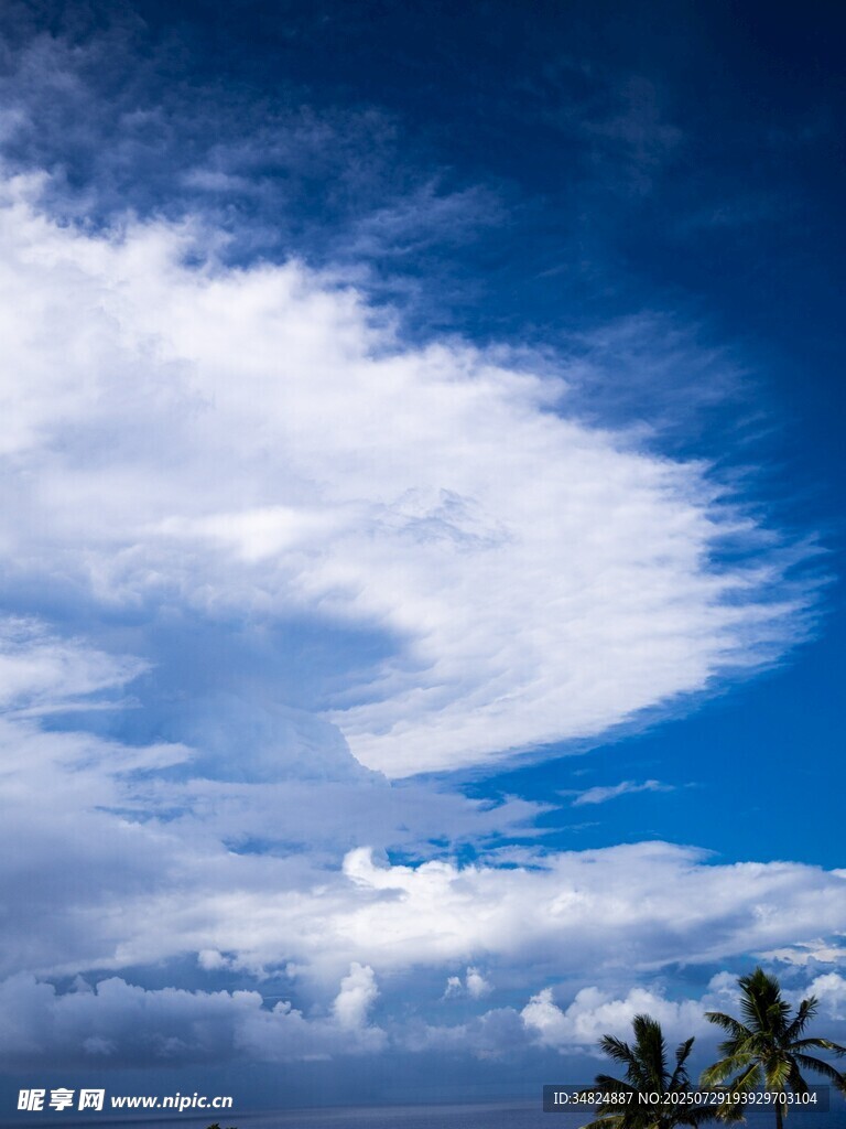 蓝天白云下的椰树美景