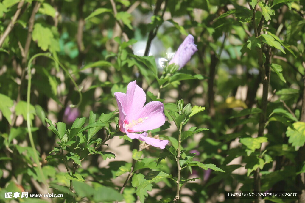 木槿 