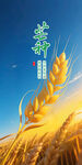 麦穗