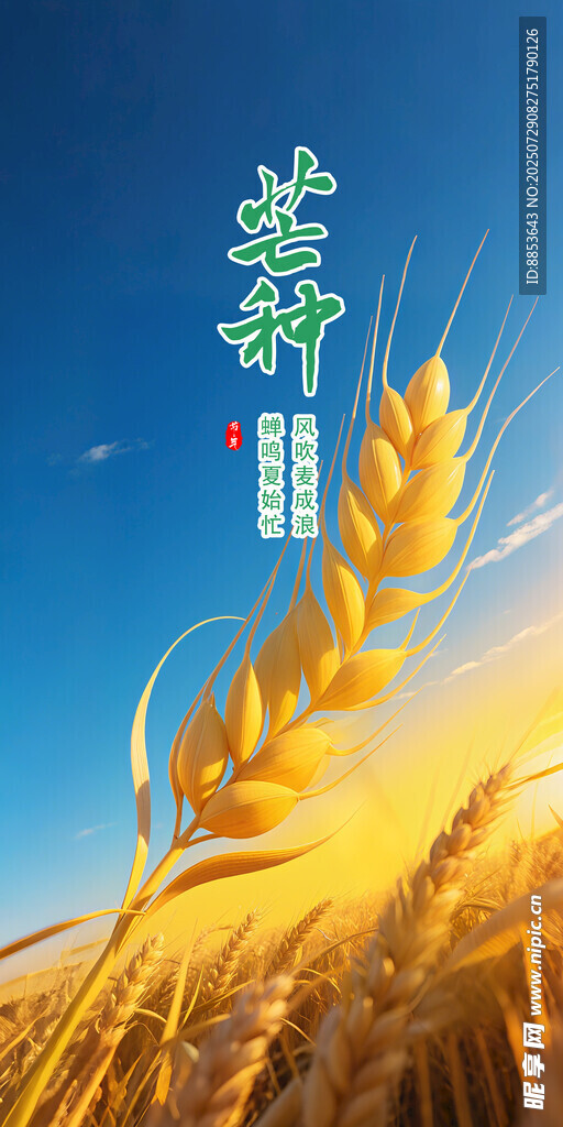 麦穗