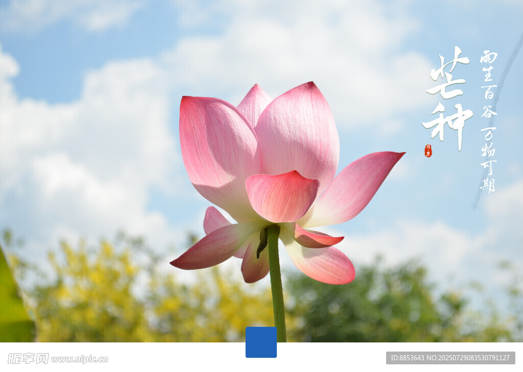 荷花