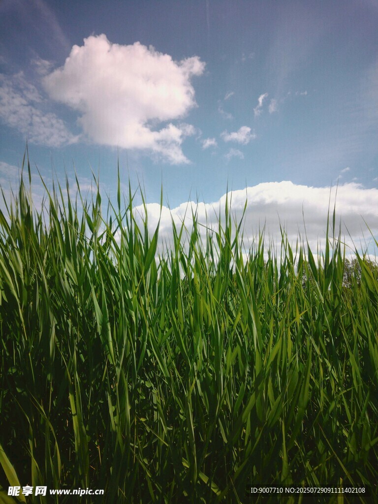 青青草地与蓝天白云