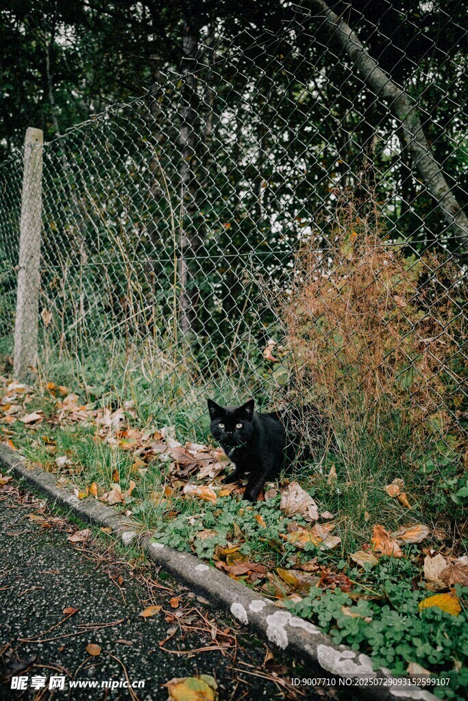 围栏边的黑猫