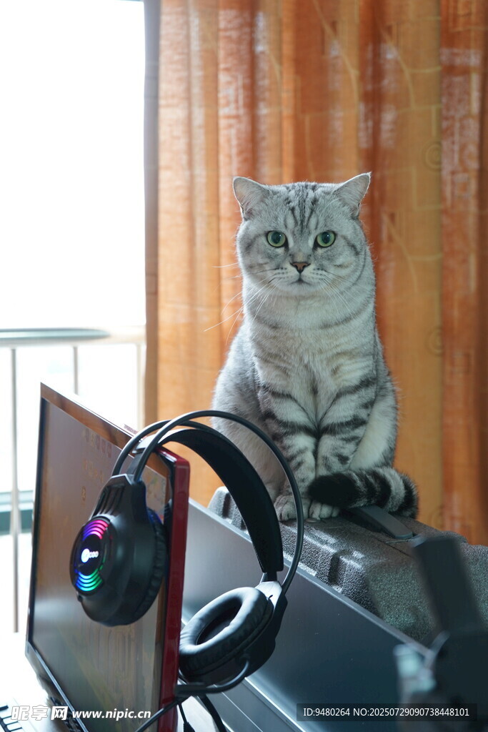 办公室猫 