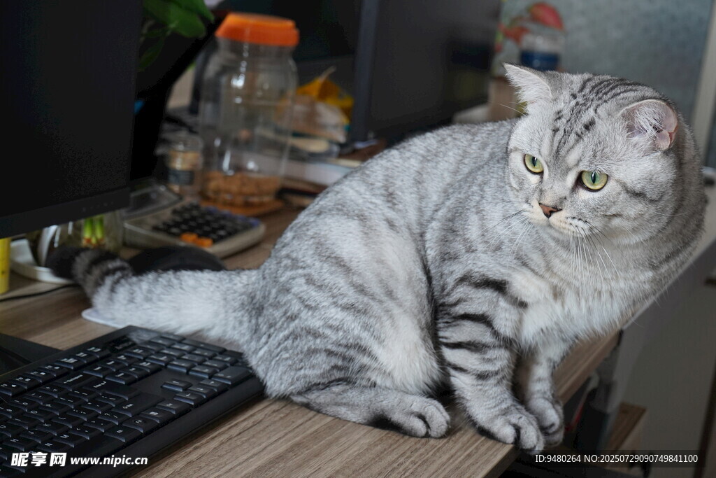 办公室猫 