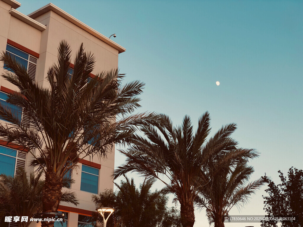 夕阳下的棕榈树与建筑