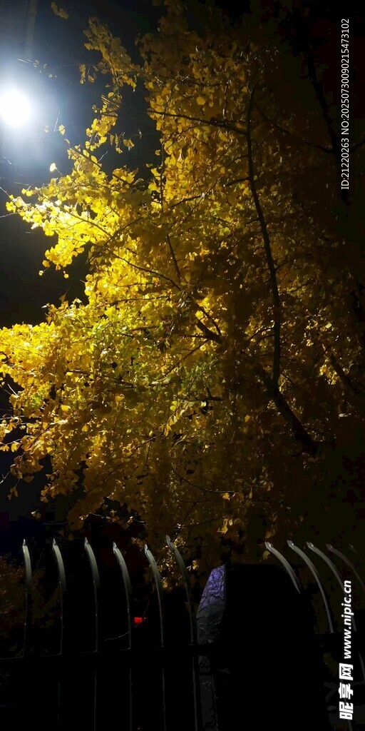 月夜下金黄银杏与围栏