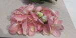 粉色花瓣与花苞组合