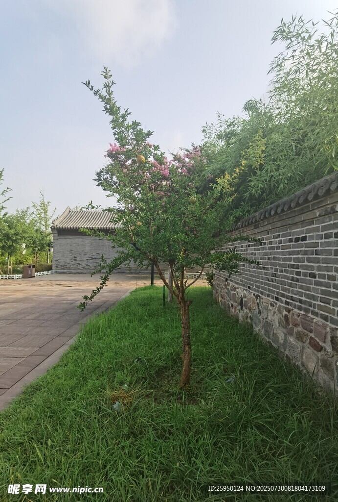 路边绿树青草砖墙风景