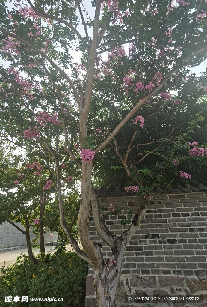繁花满树的独特造型树木