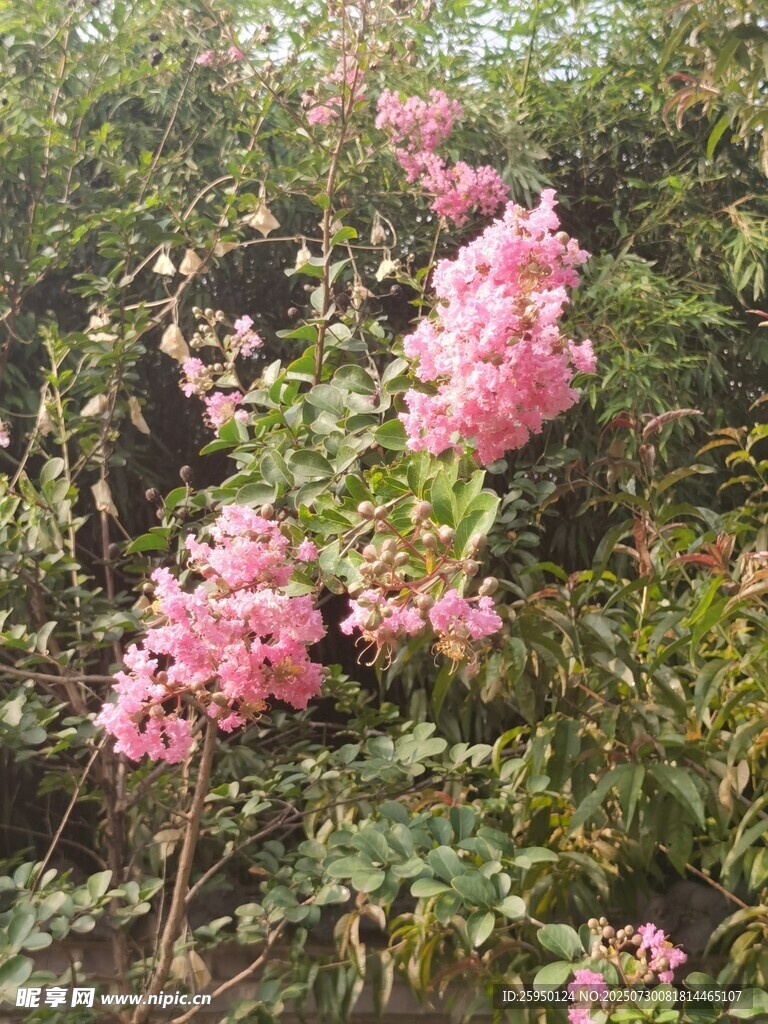 粉色繁花绽放枝头