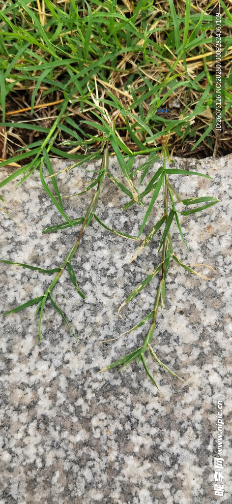 青草藤蔓爬上石板路面景象