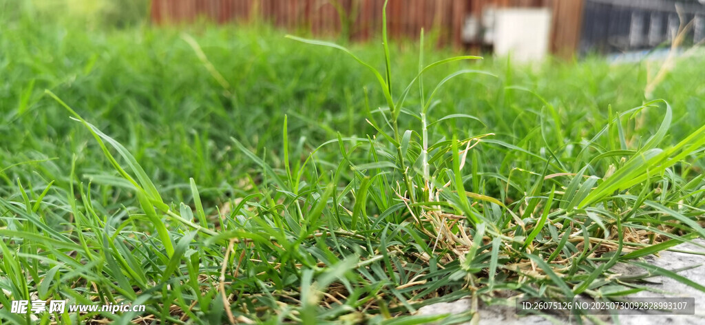 翠绿草地近景特写