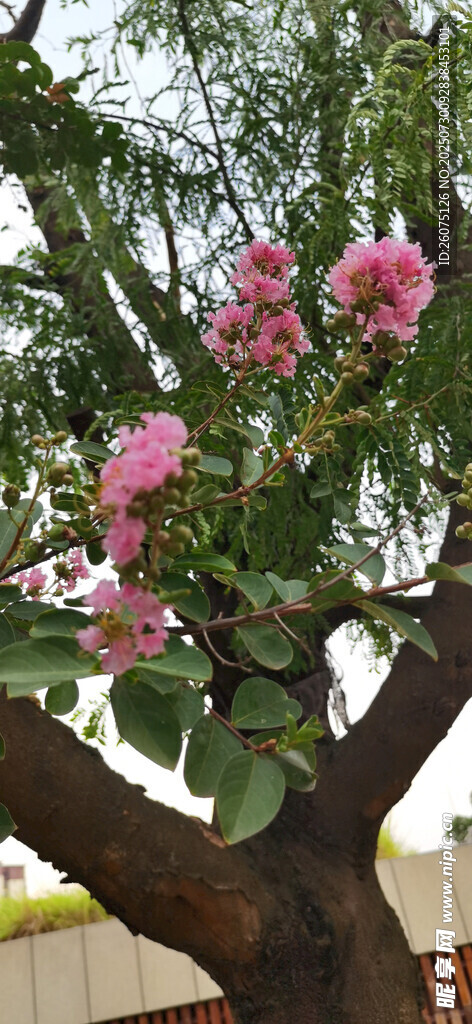 繁花满树的美丽景观