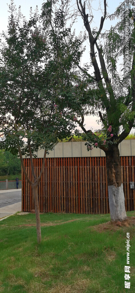 户外树木与木质墙体建筑景观