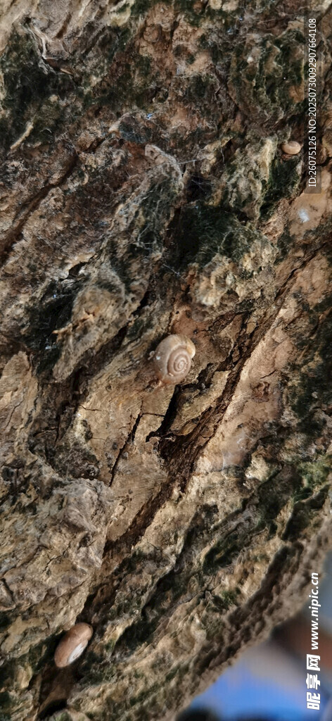 粗糙树皮纹理特写
