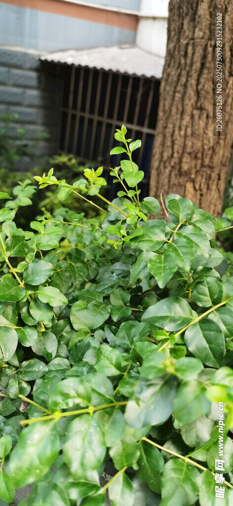 枝叶繁茂的植物景观
