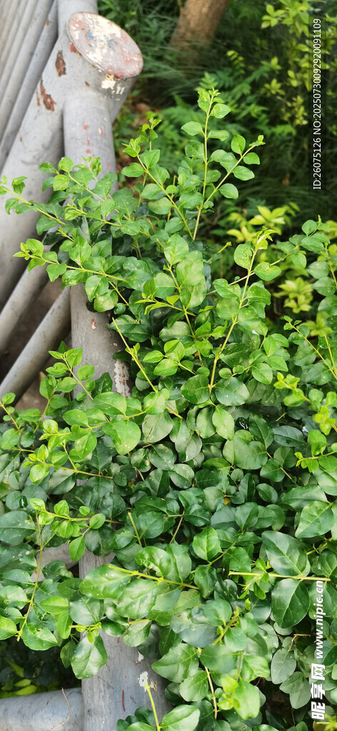 绿叶缠绕护栏景致