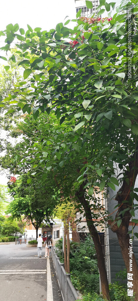 林荫小道旁的树木
