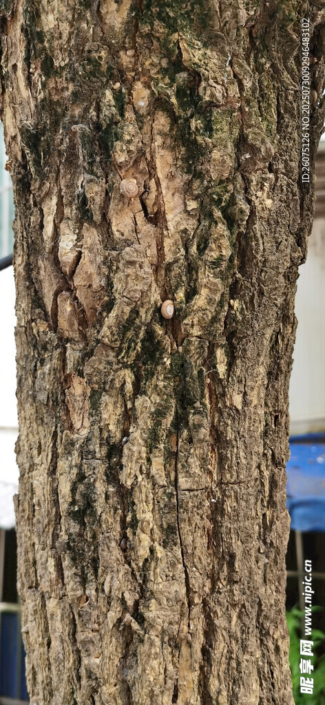 树干树皮纹理特写
