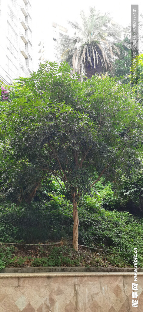 墙边球形灌木绿植景观