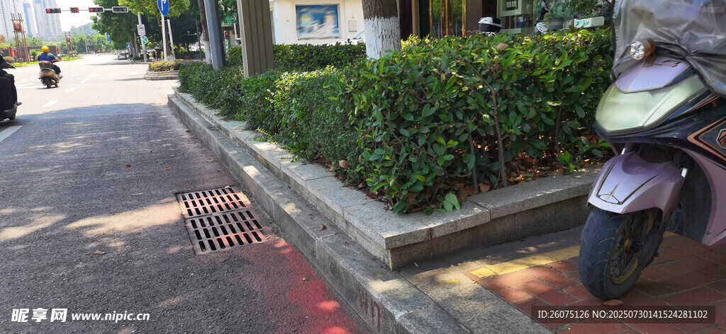 路边花坛旁停放的紫色摩托车