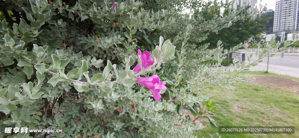 银叶丛中绽放的艳丽花朵