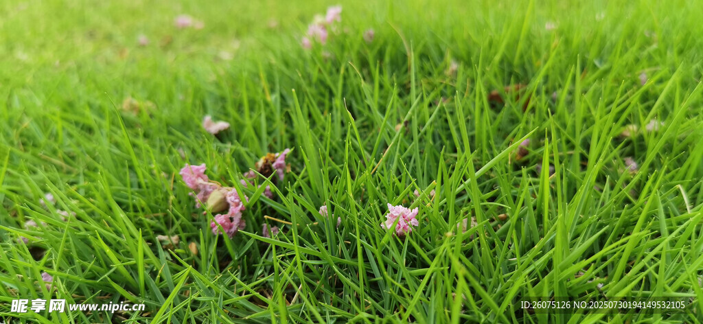 绿草间掉落的粉色小花