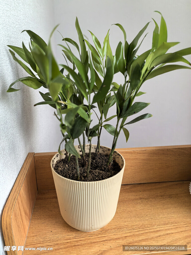 木架上的清新盆栽植物