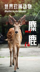 麋鹿