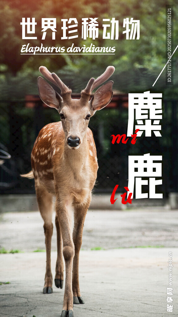 麋鹿