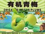 有机青梅宣传图