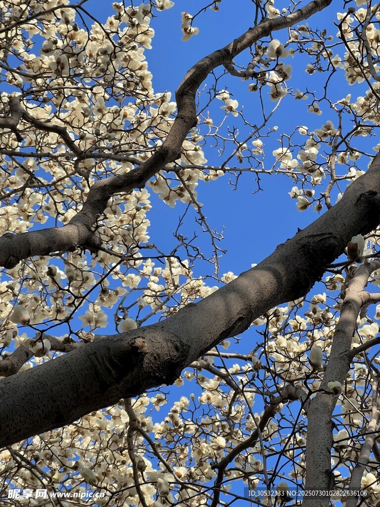 玉兰花