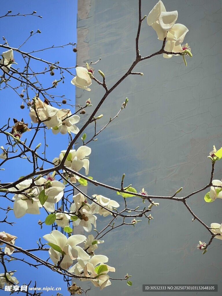 玉兰花