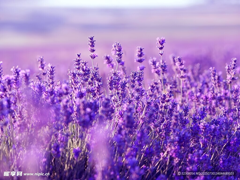 紫色薰衣草花海美景
