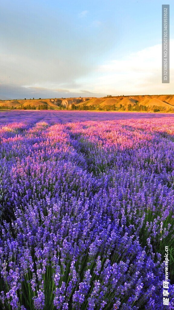 紫色薰衣草花海美景