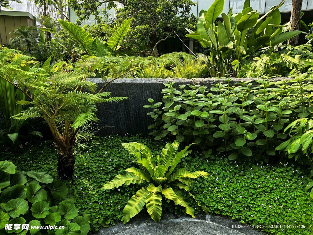 绿意盎然的庭院植物景观