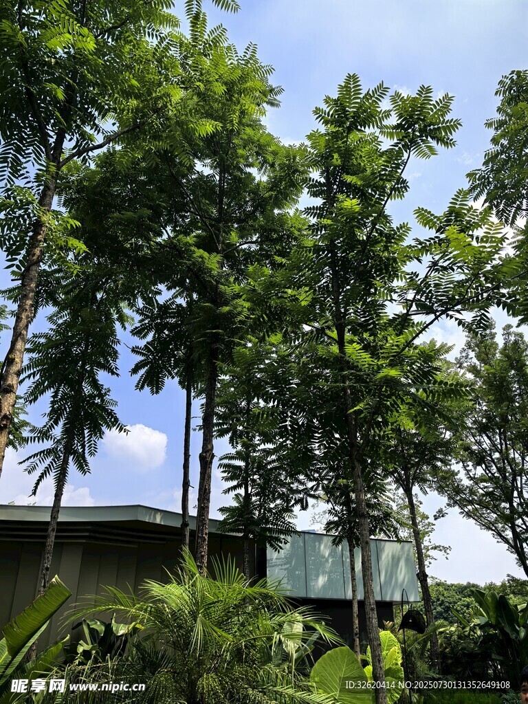 绿树成荫的户外景致