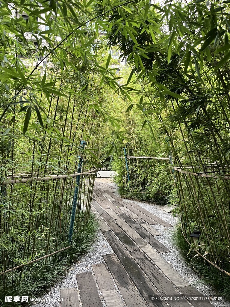 竹林间的幽静小道