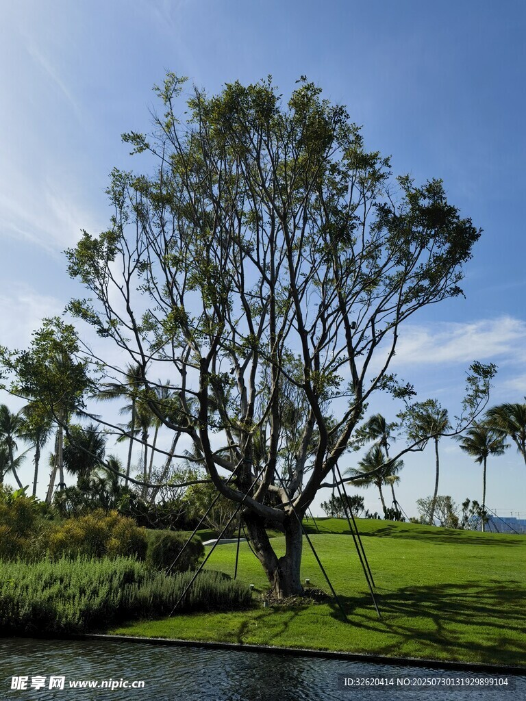 湖畔孤树 绿意蓝天景致