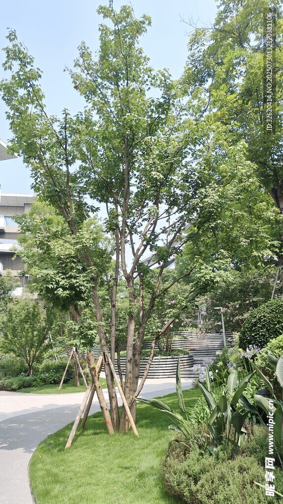 庭院中的绿树景观