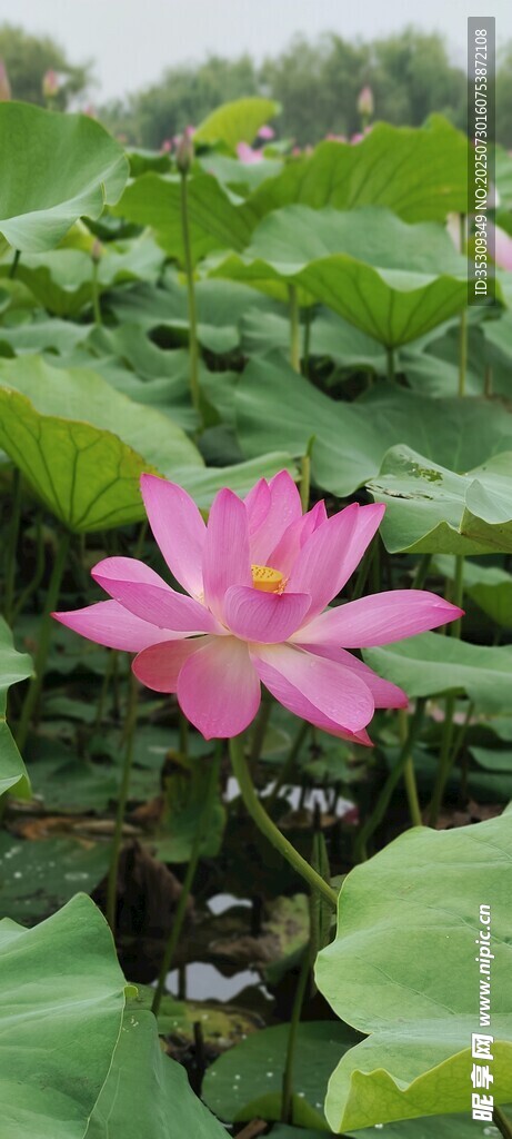 荷花