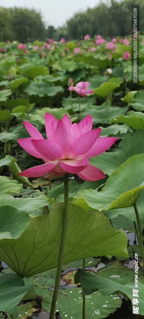 荷花